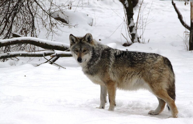 Lobo en la nieve
