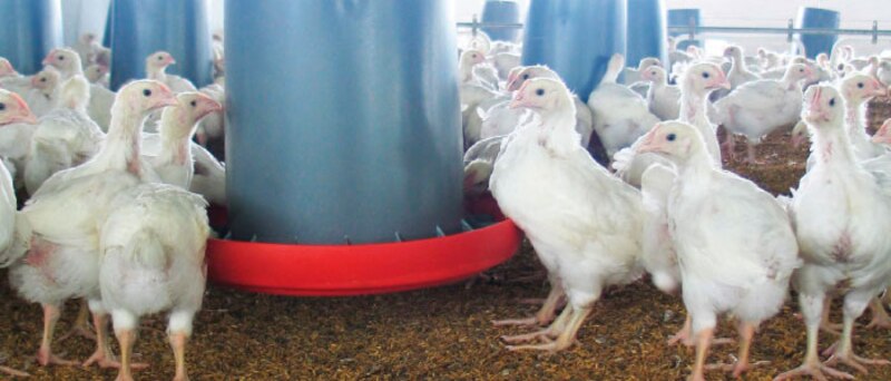 Pollos en una granja avícola
