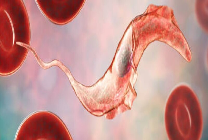 Tripanosoma cruzi