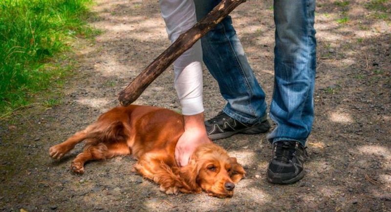 Hombre golpeando a un perro