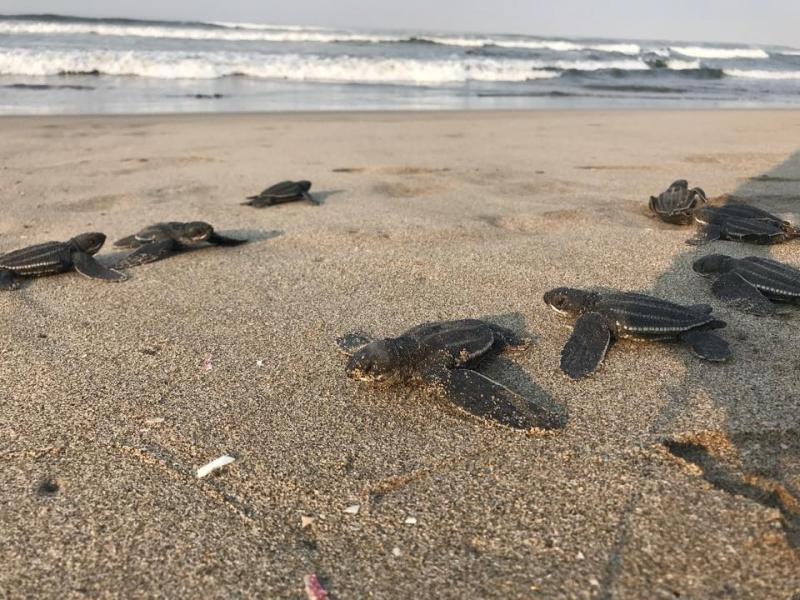 Tortugas marinas bebés en la playa