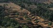 Restaurar los ecosistemas frenaría las crisis planetarias: ONU