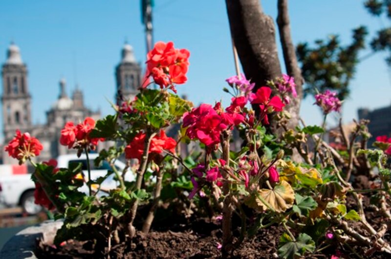 Hermosas flores en el zócalo de la Ciudad de México