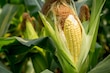 Productores de maíz del sureste mexicano en crisis por intensa canícula
