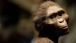 Muestran en Praga a ‘Lucy’ y ‘Selam’, dos famosos antecesores del género humano