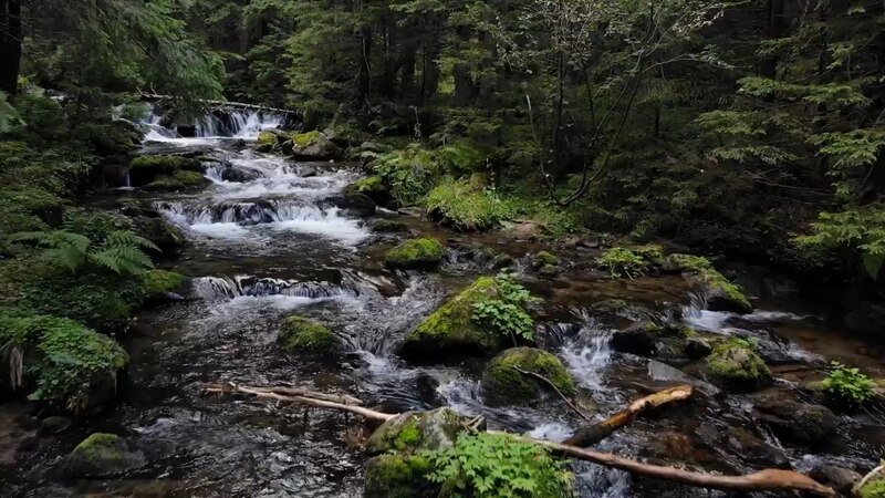 Arroyo en el bosque
