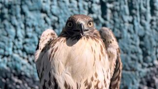 Rescatan en Tlajomulco a aguililla cola roja lesionada