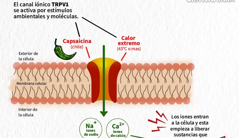 El canal iónico TRPV1 se activa por estímulos ambientales y moléculas.