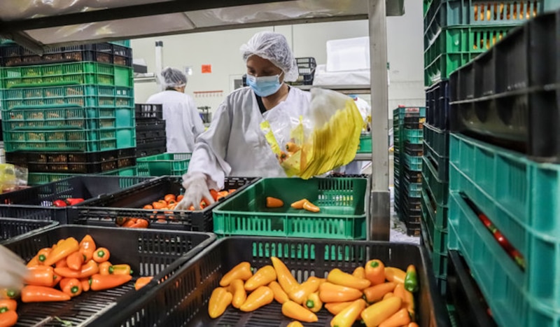 Campo agrícola con trabajadores aplicando buenas prácticas de inocuidad bajo supervisión oficial