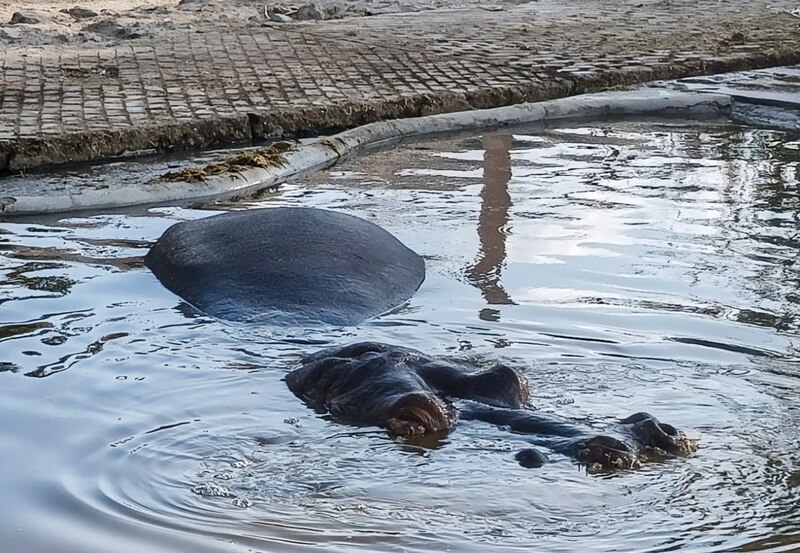 Hipopótamos en el Zoológico Wameru descansando en su estanque