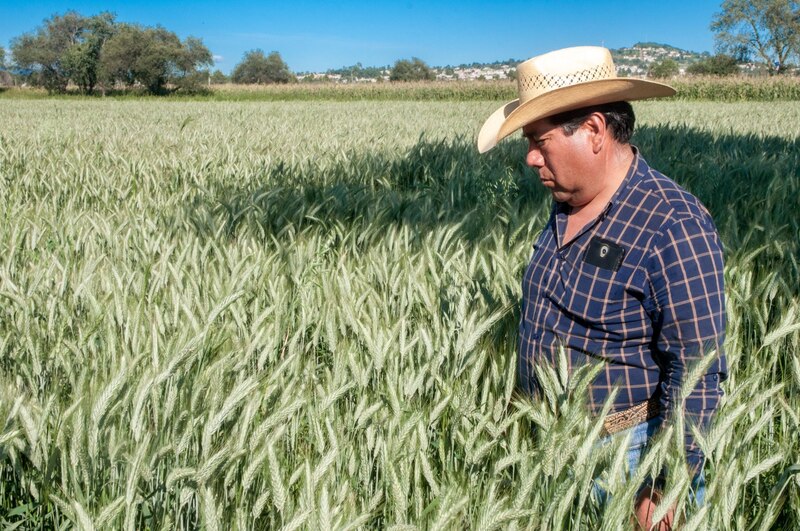 El agricultor y su cosecha