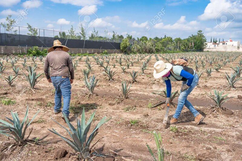 Jornaleros trabajando en un campo de agave