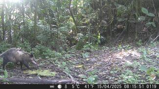 La vida secreta en el Santuario del Bosque de Niebla