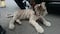 Detienen a sujeto que transportaba un tigre de bengala en extinción en la Central de Abasto
