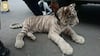 Detienen a sujeto que transportaba un tigre de bengala en extinción en la Central de Abasto