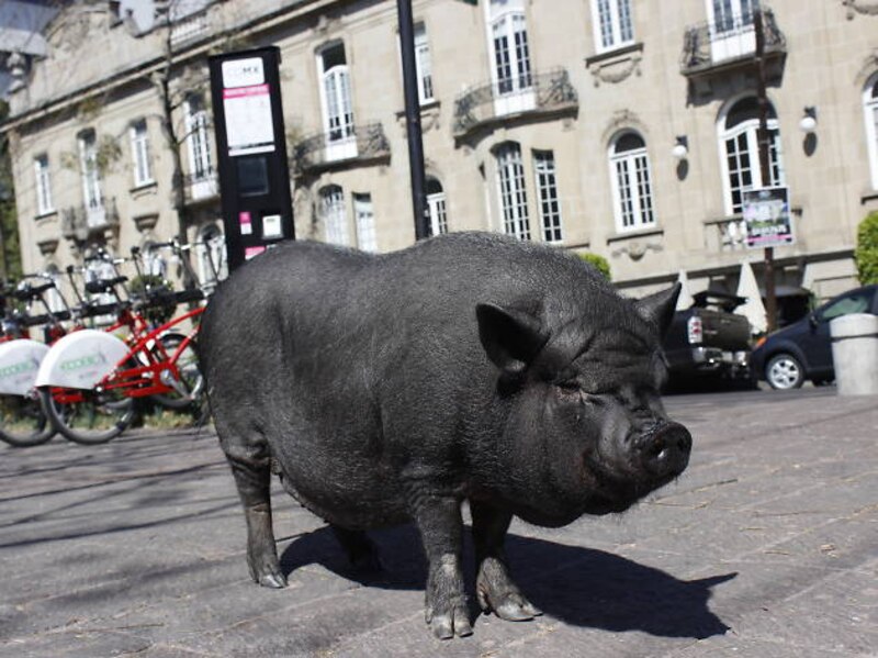Un cerdo negro en la calle