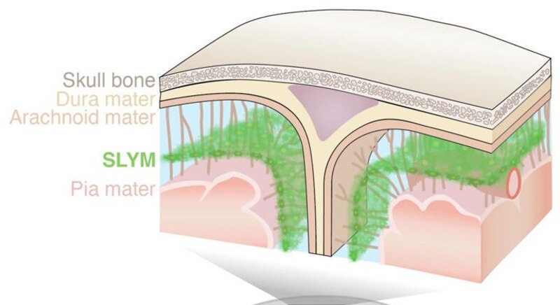 Meninges