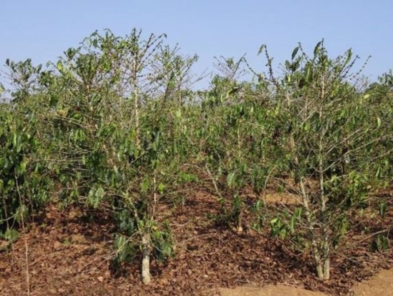 Poda de cafetos