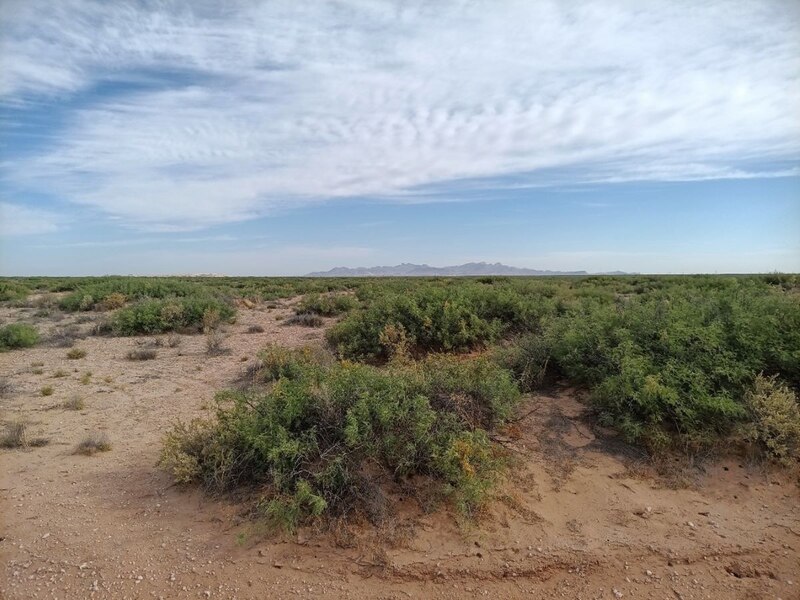 Paisaje desértico con arbustos y cielo azul