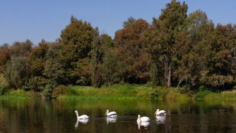 Pelícanos en el río