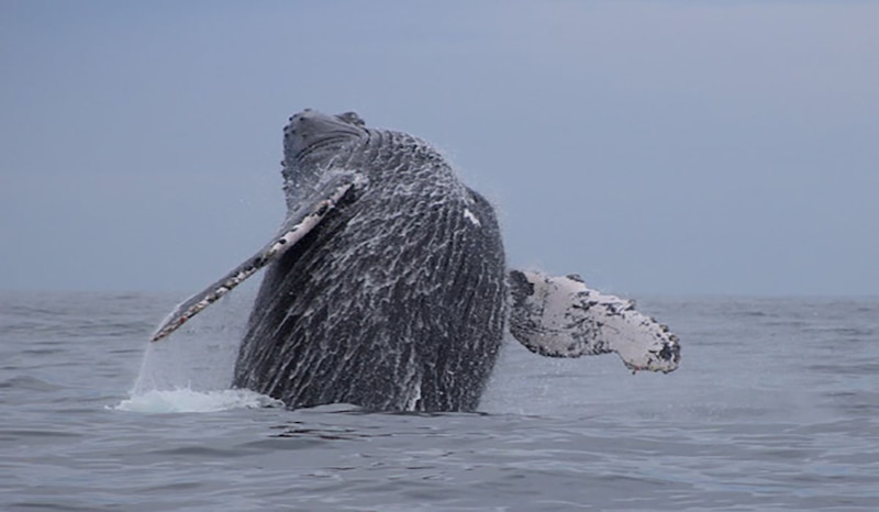 Ballena jorobada saltando del agua