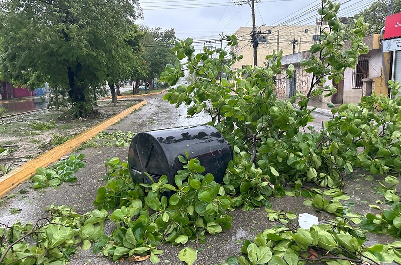 Árboles caídos en la calle después de una tormenta