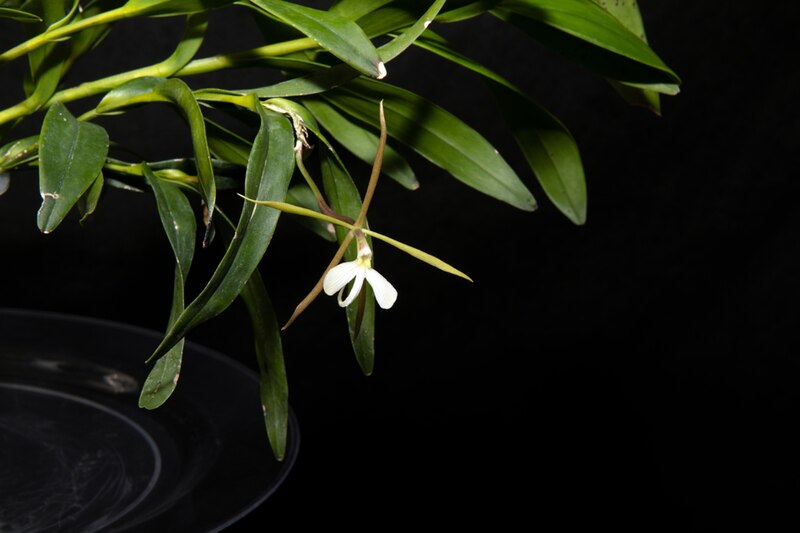 Flor de la orquídea Cattleya trianae