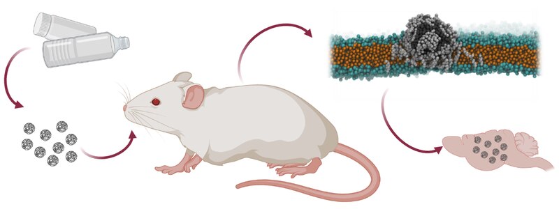 Nanopartículas magnéticas para el tratamiento del cáncer