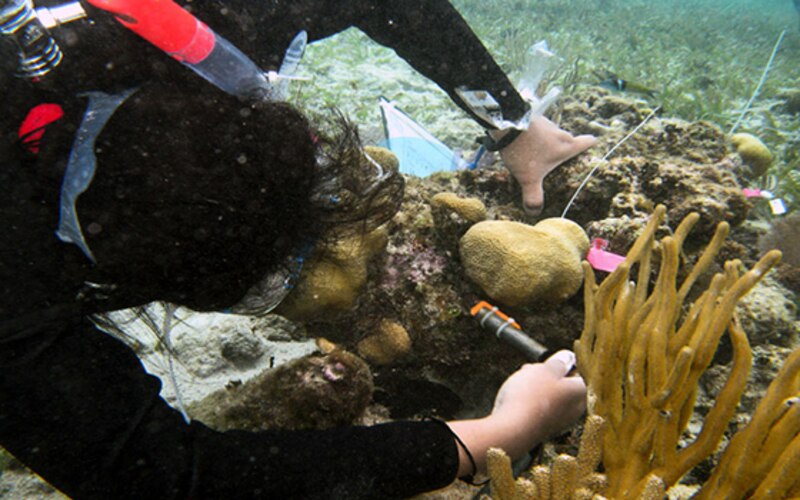 Buceadora inspecciona un arrecife de coral.
