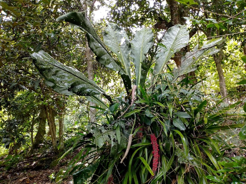Hojas verdes de una planta en el bosque
