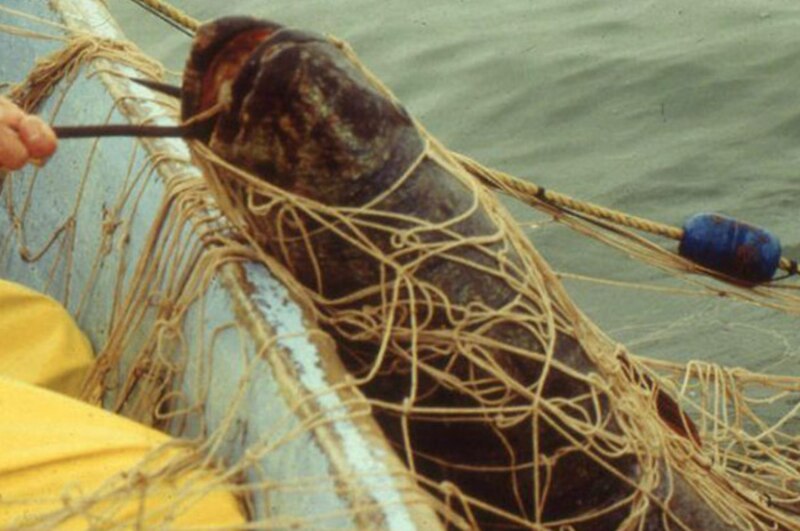 Un pescador sostiene una red con un pez grande