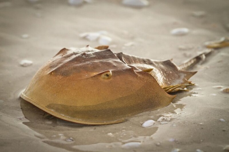 Cangrejo herradura en la playa