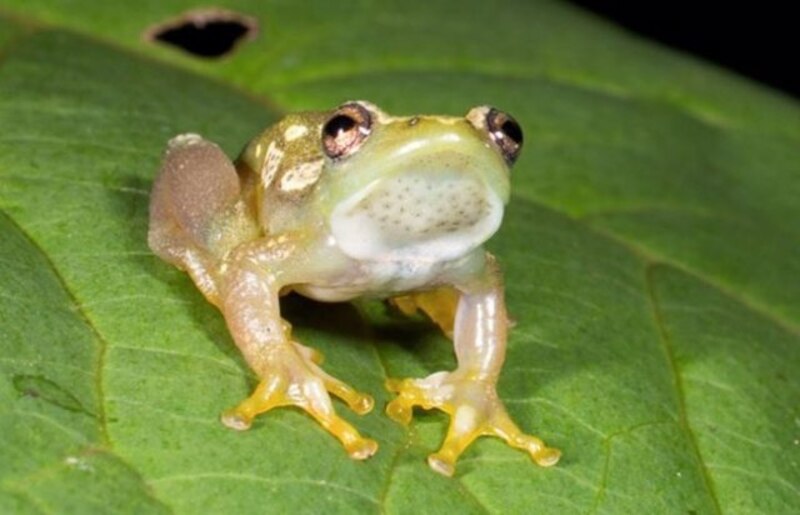 Ranas transparentes
