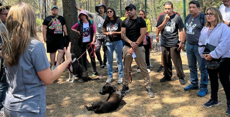 Perros en adopción