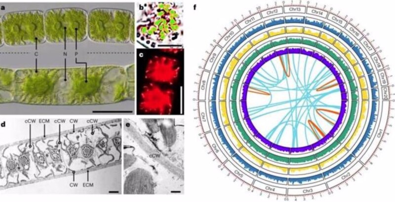 Estructura de la célula de Chlamydomonas