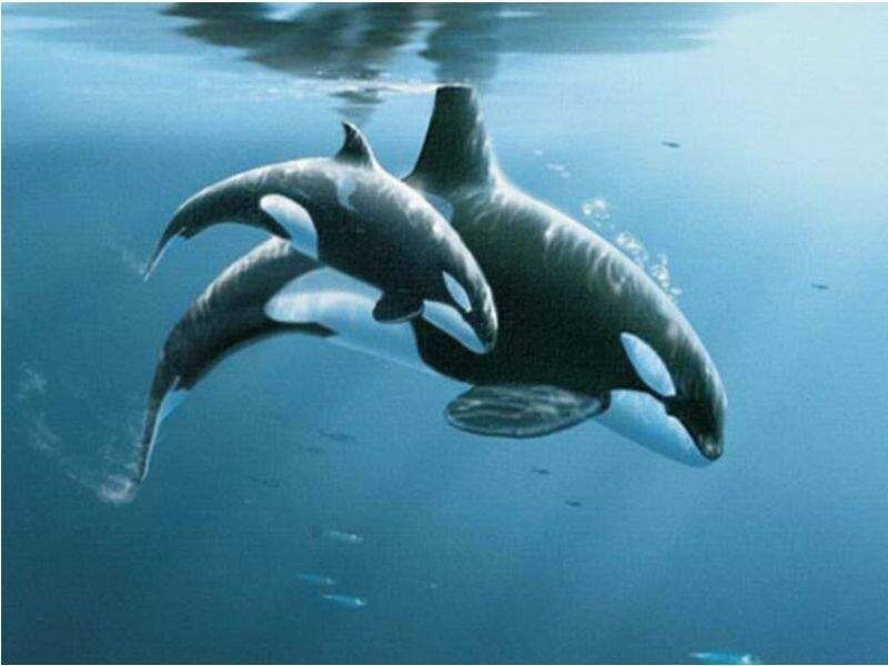 Orcas nadando en el océano