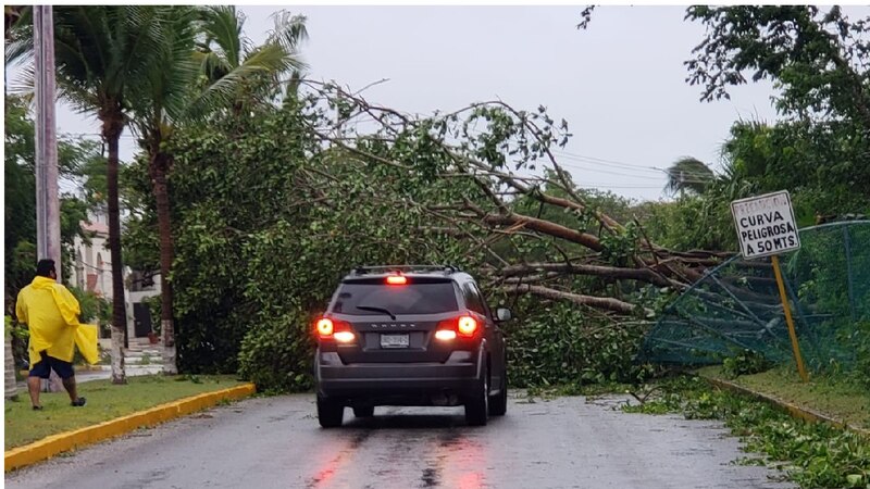 Árbol caído sobre un coche en una calle