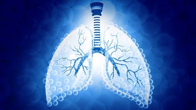 Pulmones