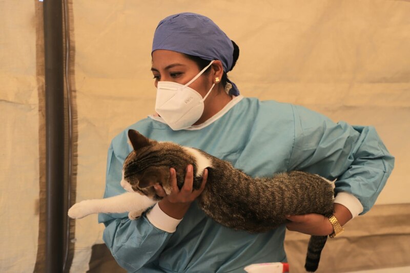 Mujer sosteniendo un gato