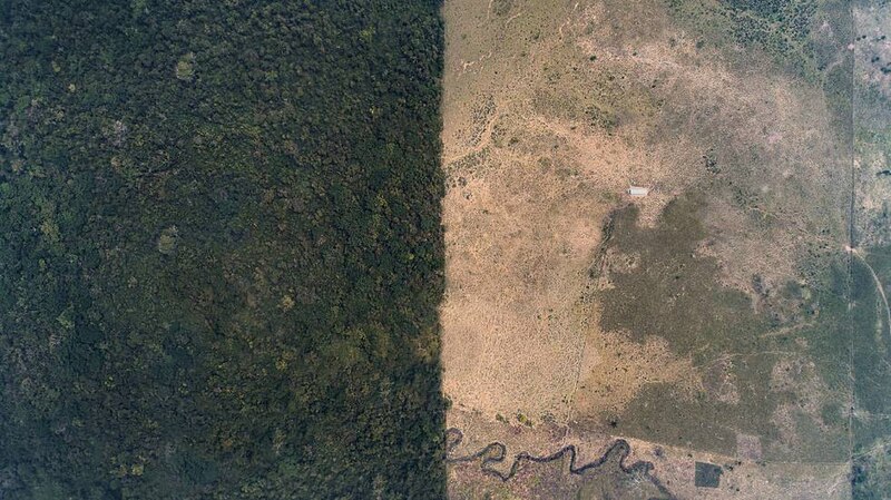 La deforestación en la Amazonía