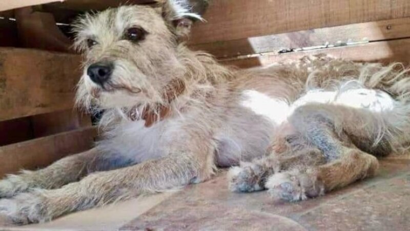 Perro callejero