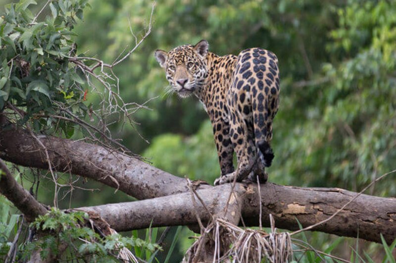Jaguar en la selva