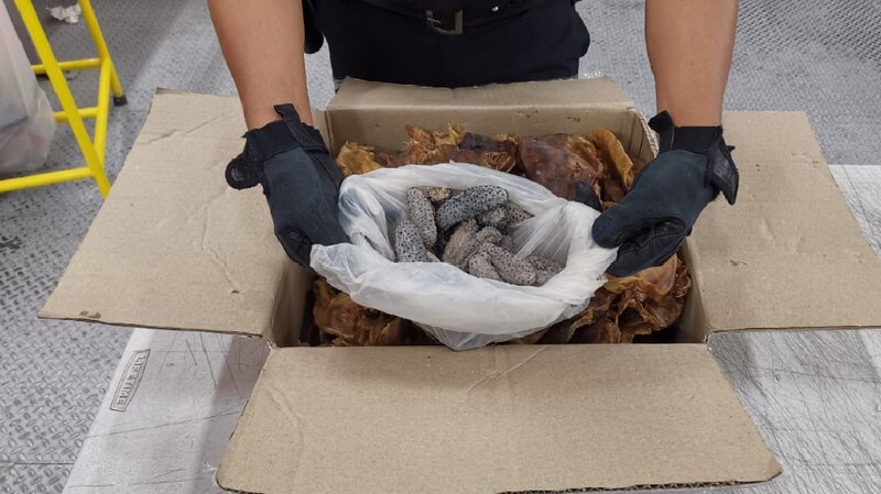 Decomisan en el aeropuerto de Hong Kong 800 kilos de aletas de tiburón