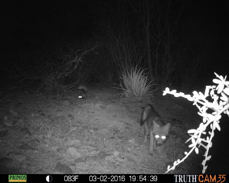 Zorro nocturno en el desierto