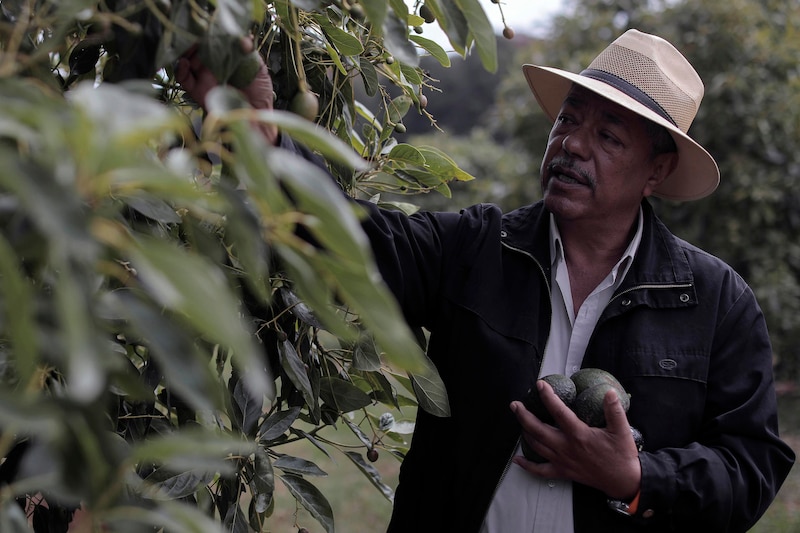 Agricultor cosechando aguacates