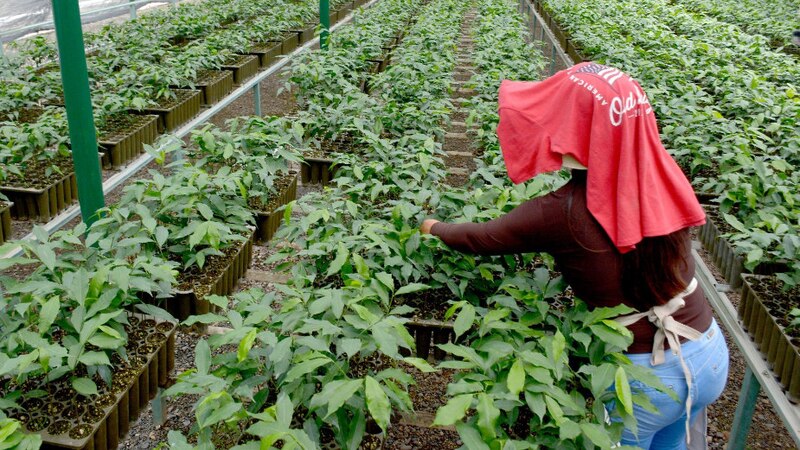 Mujer trabajando en un vivero de café