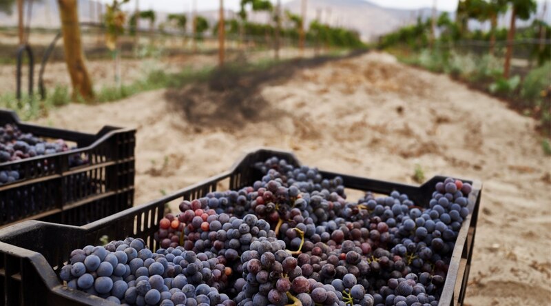 Uvas en cajas en el campo