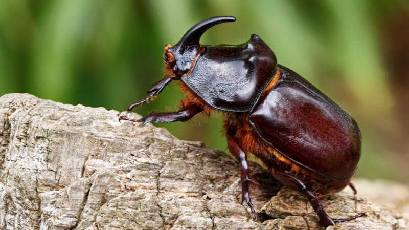 Más de mil  productos químicos utilizados en la agricultura están provocando el declive de las poblaciones de insectos