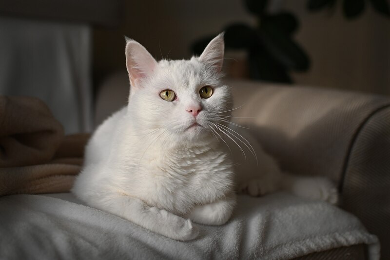 Gato blanco sentado en un sofá