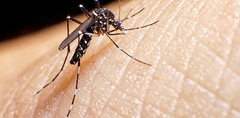 Mosquito Aedes aegypti